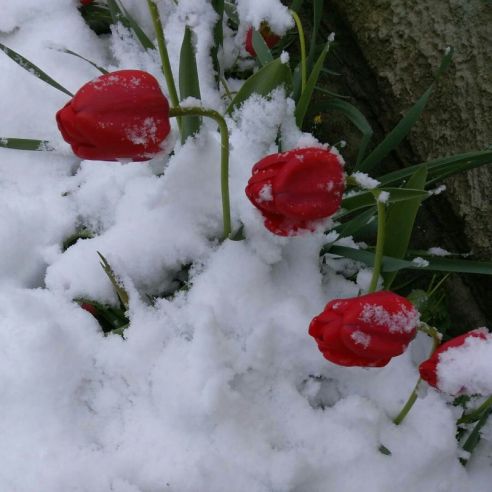 Тюльпаны в снегу и зимние селфи. Как молодечненцы отреагировали на снег 11 мая (фото, видео)