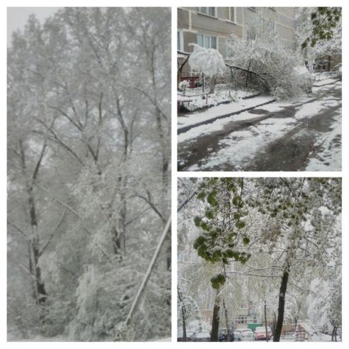 Тюльпаны в снегу и зимние селфи. Как молодечненцы отреагировали на снег 11 мая (фото, видео)