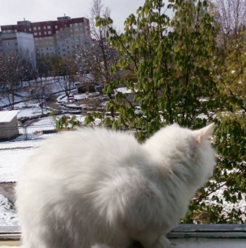 Тюльпаны в снегу и зимние селфи. Как молодечненцы отреагировали на снег 11 мая (фото, видео)