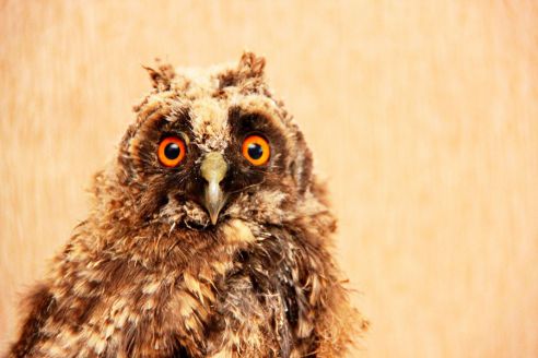 Жительница Молодечно нашла в городском сквере совенка и забрала домой