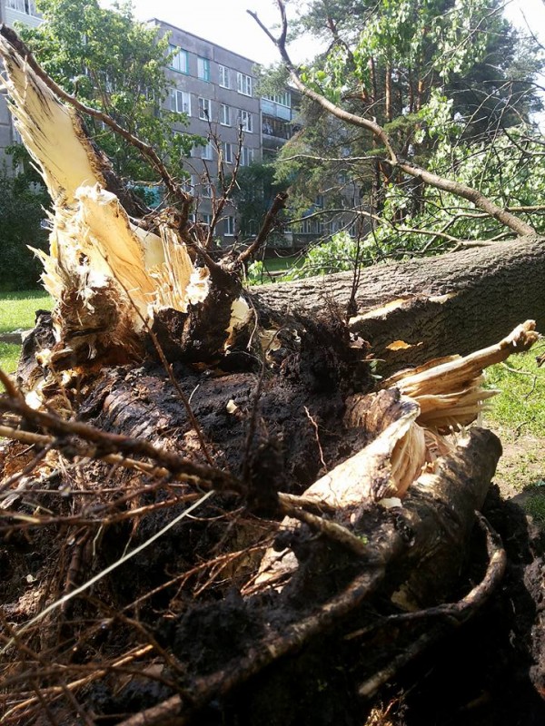 Более 30 поврежденных крыш и 5 га поваленного леса – последствия стихии в Вилейском районе (фото, видео)
