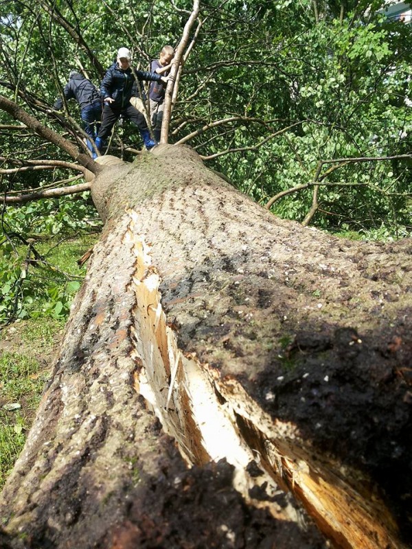 Более 30 поврежденных крыш и 5 га поваленного леса – последствия стихии в Вилейском районе (фото, видео)