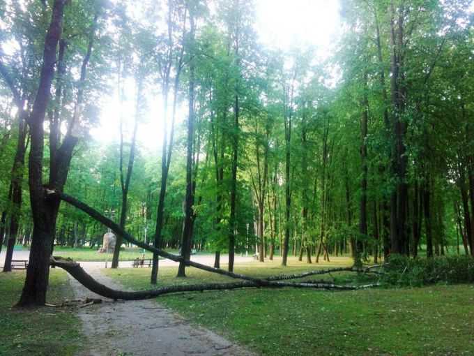 В Молодечно в парке Победы сильный ветер повалил пять лип (фото)