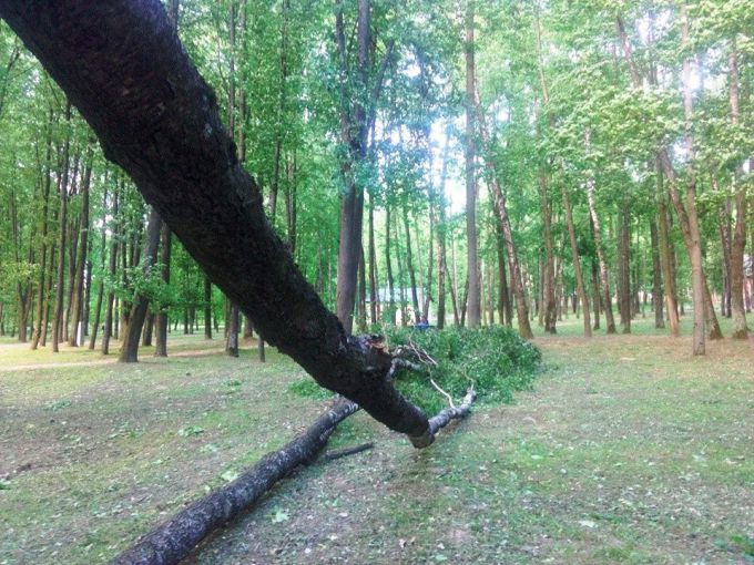 В Молодечно в парке Победы сильный ветер повалил пять лип (фото)
