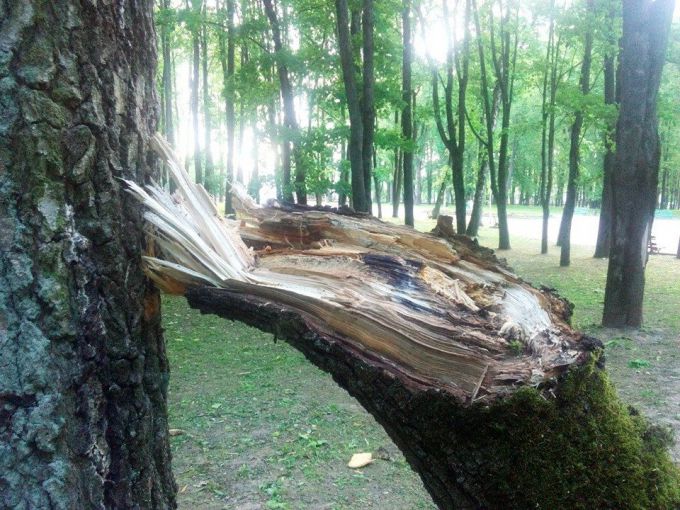 В Молодечно в парке Победы сильный ветер повалил пять лип (фото)