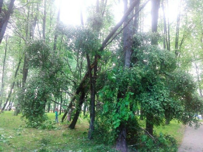 В Молодечно в парке Победы сильный ветер повалил пять лип (фото)