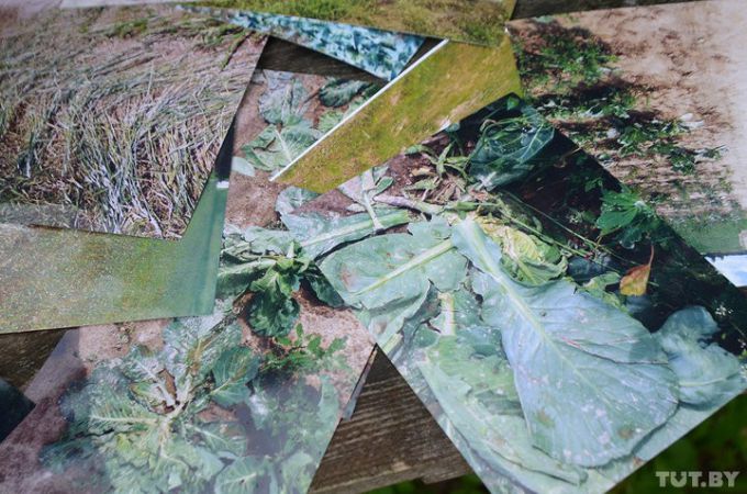 Конфликт в Молодечненском районе: к хутору из трех домов собираются строить четвертую дорогу (фото)