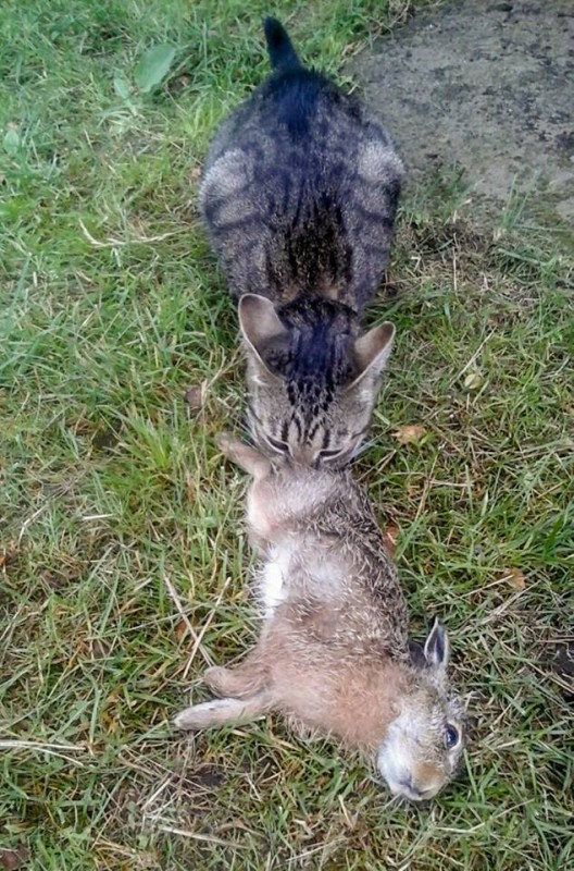 "Учил кошку охотиться на зайцев?" Фото кошки с добычей в соцсети привлекло внимание природоохранной инспекции Молодечно "Учил кошку охотиться на зайцев?" Фото кошки с добычей в соцсети привлекло внимание природоохранной инспекции Молодечно