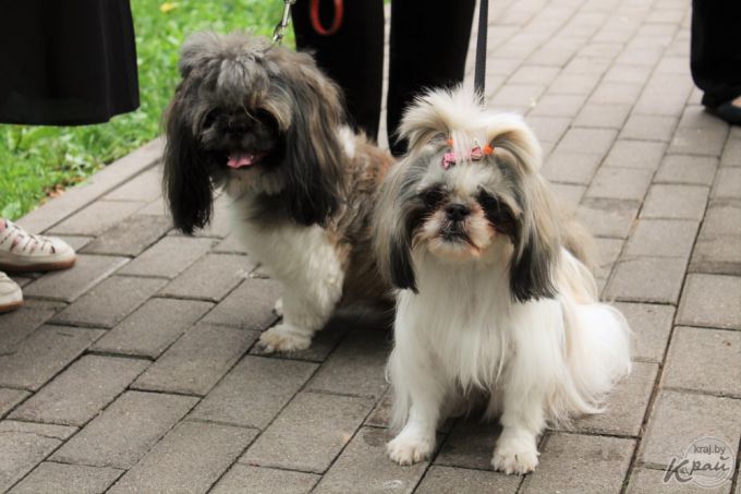 Самый модный – ши-тцу, самый дрессированный – бурбуль. В Вилейке прошло собачье шоу «Догги-парк» (фото)