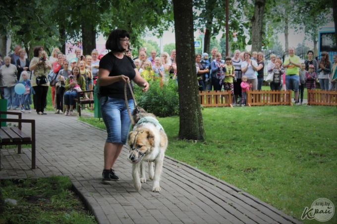 Самый модный – ши-тцу, самый дрессированный – бурбуль. В Вилейке прошло собачье шоу «Догги-парк» (фото)