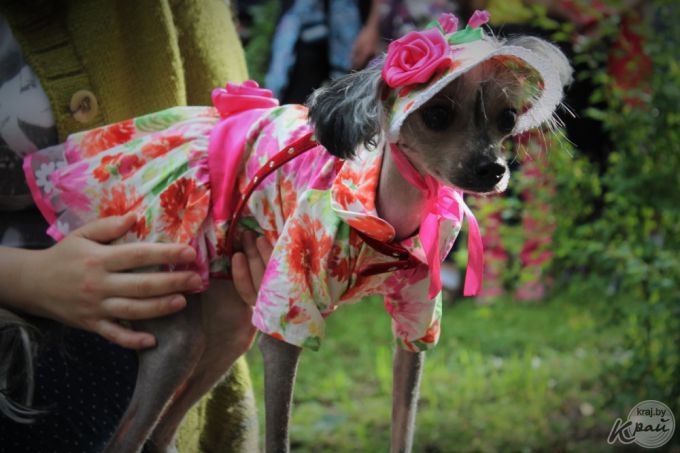 Самый модный – ши-тцу, самый дрессированный – бурбуль. В Вилейке прошло собачье шоу «Догги-парк» (фото)