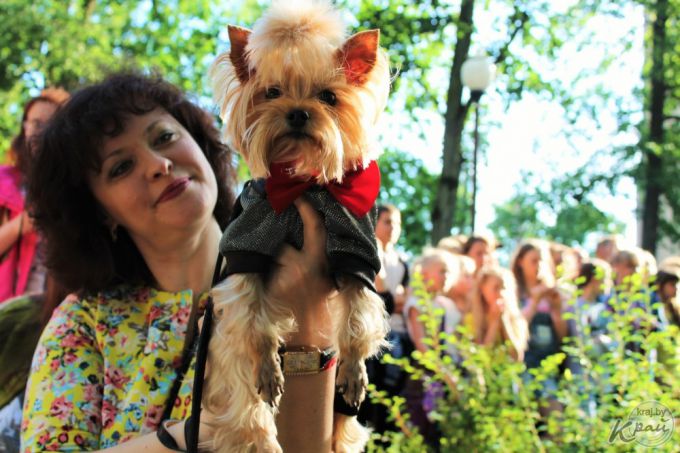 Самый модный – ши-тцу, самый дрессированный – бурбуль. В Вилейке прошло собачье шоу «Догги-парк» (фото)