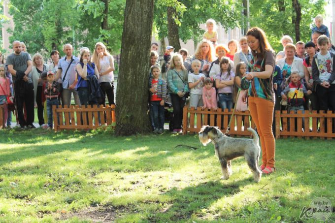 Самый модный – ши-тцу, самый дрессированный – бурбуль. В Вилейке прошло собачье шоу «Догги-парк» (фото)