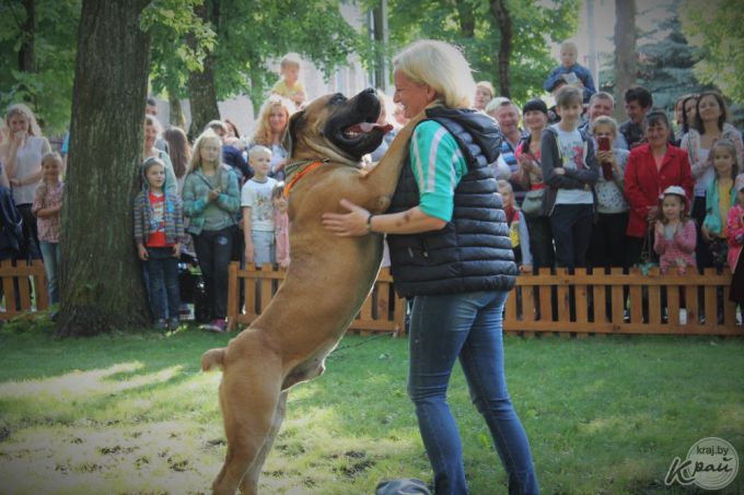 Самый модный – ши-тцу, самый дрессированный – бурбуль. В Вилейке прошло собачье шоу «Догги-парк» (фото)