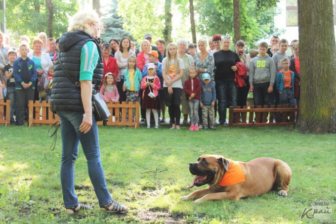 Самый модный – ши-тцу, самый дрессированный – бурбуль. В Вилейке прошло собачье шоу «Догги-парк» (фото)