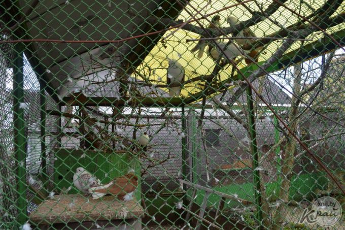 Хобби как образ жизни. Дмитрий Холодинский из Молодечно – страстный птицевод-любитель (фото)