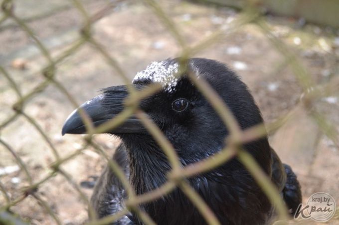 Хобби как образ жизни. Дмитрий Холодинский из Молодечно – страстный птицевод-любитель (фото)