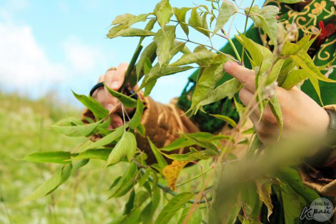 Чем пышнее, тем лучше. Три совета, как сплести купальский венок (фото)