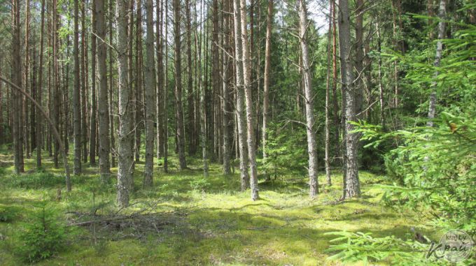 Охрана природы: «Древесный хлам в лесах не должен вызывать шок – это остатки после вырубки, которые перегниют»