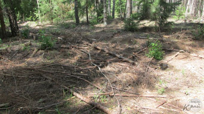 Охрана природы: «Древесный хлам в лесах не должен вызывать шок – это остатки после вырубки, которые перегниют»