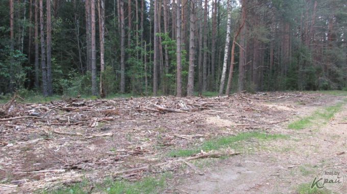 Охрана природы: «Древесный хлам в лесах не должен вызывать шок – это остатки после вырубки, которые перегниют»