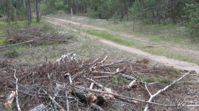 Охрана природы: «Древесный хлам в лесах не должен вызывать шок – это остатки после вырубки, которые перегниют»