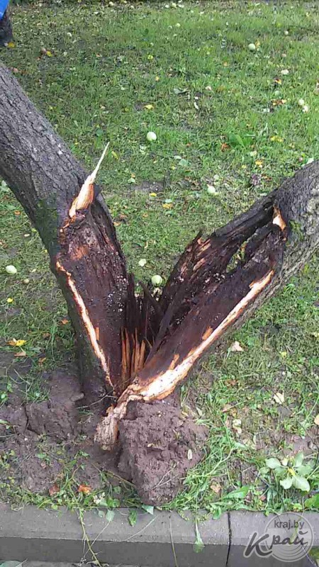 Ветер срывал крыши, ломал заборы и деревья – непогода в Вилейке 2 августа (фото)