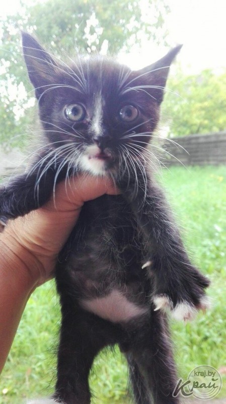 Вилейский приют для котов «Хочу домой» временно прекращает работу. Животным срочно ищут дом (фото)