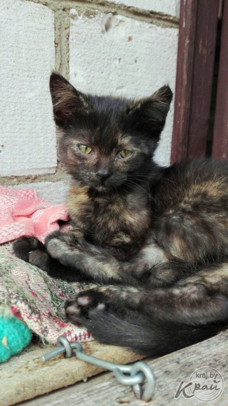 Вилейский приют для котов «Хочу домой» временно прекращает работу. Животным срочно ищут дом (фото)