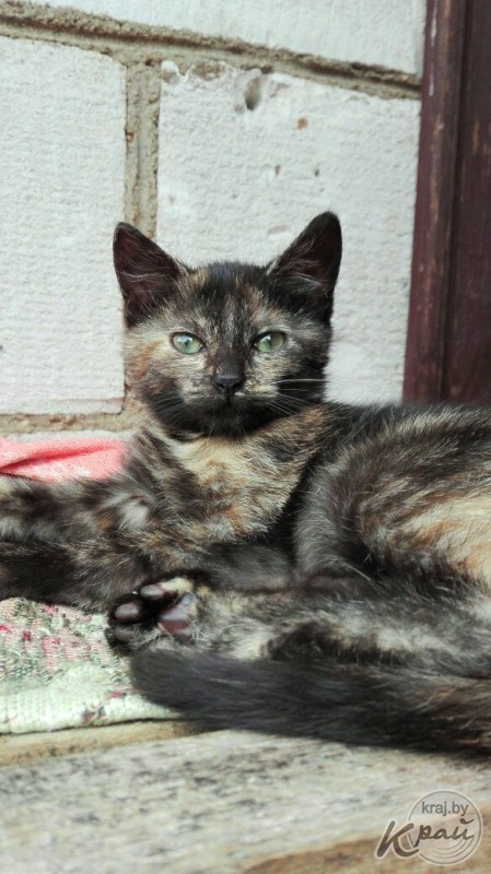 Вилейский приют для котов «Хочу домой» временно прекращает работу. Животным срочно ищут дом (фото)