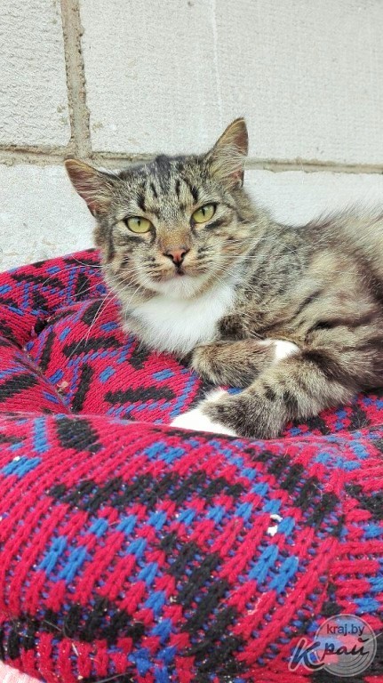 Вилейский приют для котов «Хочу домой» временно прекращает работу. Животным срочно ищут дом (фото)