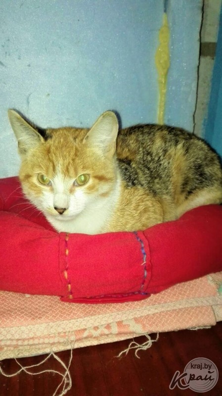 Вилейский приют для котов «Хочу домой» временно прекращает работу. Животным срочно ищут дом (фото)