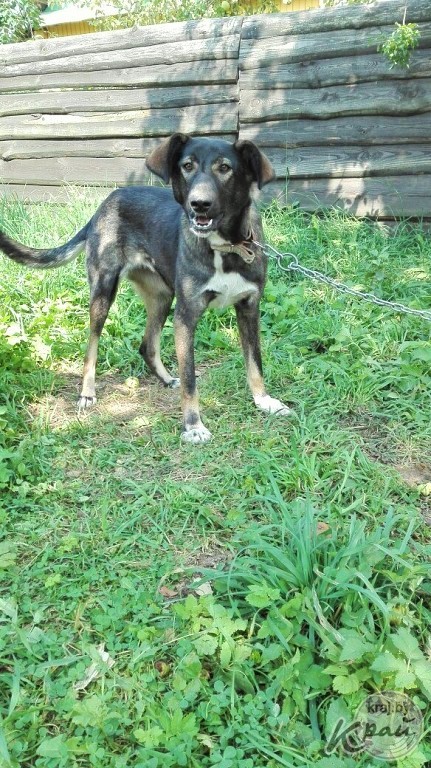 Вилейский приют для котов «Хочу домой» временно прекращает работу. Животным срочно ищут дом (фото)