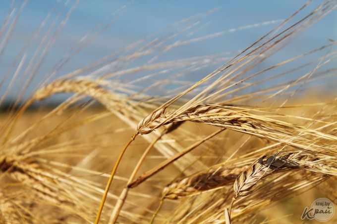 «После работы хватает сил только душ принять!» Репортаж с поля под Молодечно, где комбайнеры убирают хлеб (фото)