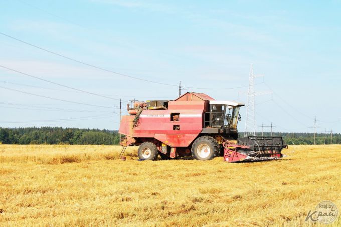 «После работы хватает сил только душ принять!» Репортаж с поля под Молодечно, где комбайнеры убирают хлеб (фото)