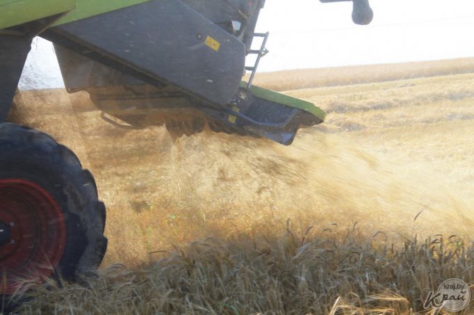 «После работы хватает сил только душ принять!» Репортаж с поля под Молодечно, где комбайнеры убирают хлеб (фото)