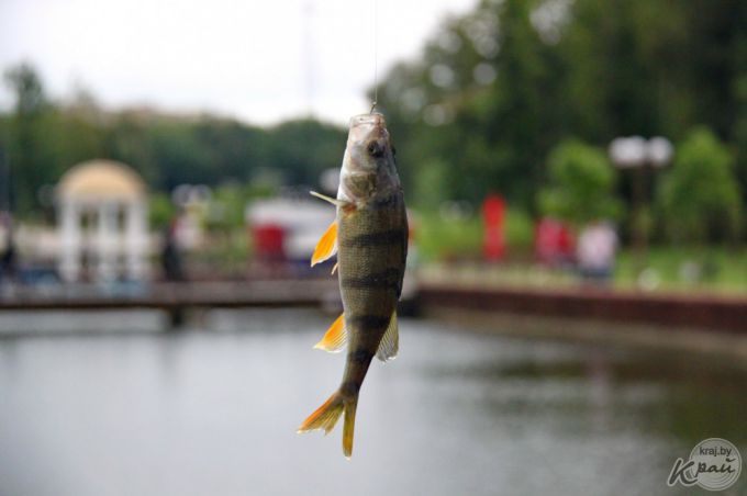 Самую крупную рыбу – щуку в 63,5 см – на турнире в Молодечно выловил Александр Соболевский (фото, видео)