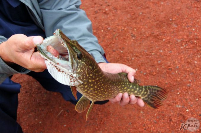 Самую крупную рыбу – щуку в 63,5 см – на турнире в Молодечно выловил Александр Соболевский (фото, видео)