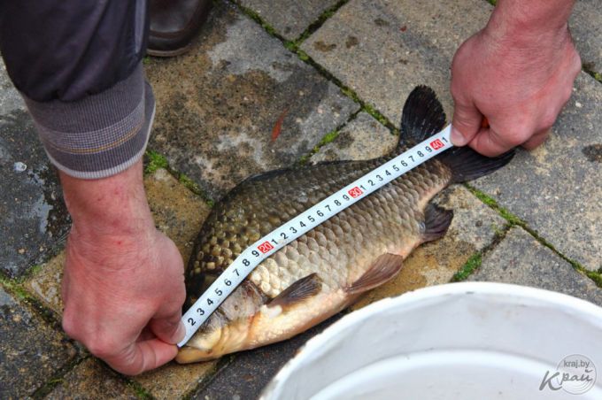 Самую крупную рыбу – щуку в 63,5 см – на турнире в Молодечно выловил Александр Соболевский (фото, видео)