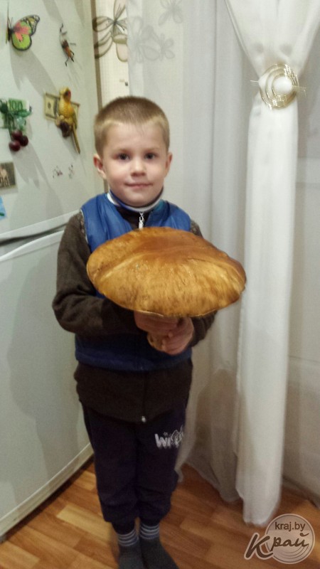 «Такой большой впервые в жизни видел!» Молодечненец нашел под Вилейкой гигантский боровик (фото, видео)