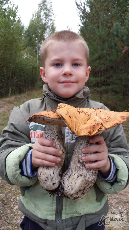 «Такой большой впервые в жизни видел!» Молодечненец нашел под Вилейкой гигантский боровик (фото, видео)