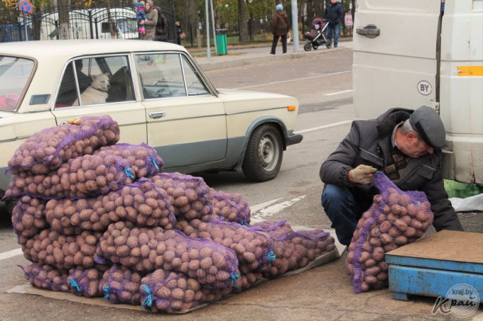 «Часть заквасим, а остальное – на борщи». Вилейчане на региональной ярмарке мешками разметали капусту (фото)