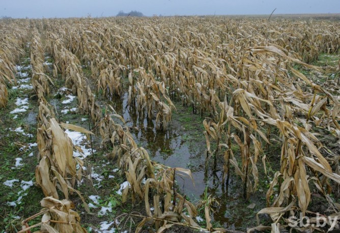 «Техника не идет». В Вилейском районе до сих пор не убрали всю кукурузу (фото)