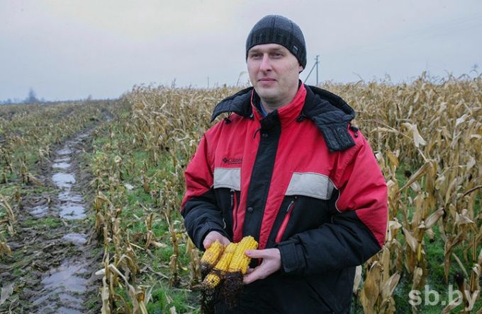 «Техника не идет». В Вилейском районе до сих пор не убрали всю кукурузу (фото)