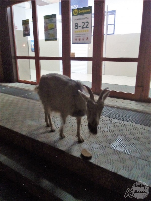 В Вилейке по улицам разгуливала бесхозная коза
