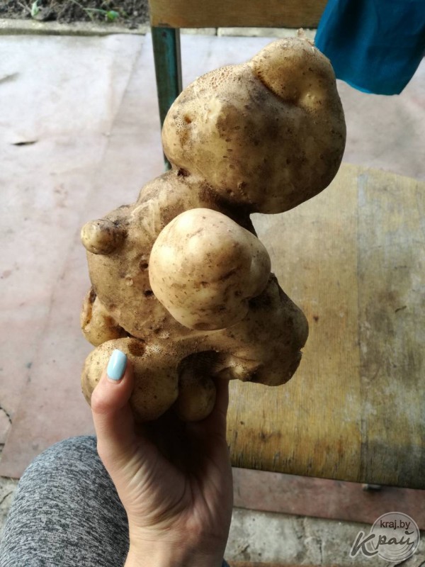 «Вырастила мутанта!» Молодечненка выкопала на огороде картофелину весом больше 1 килограмма