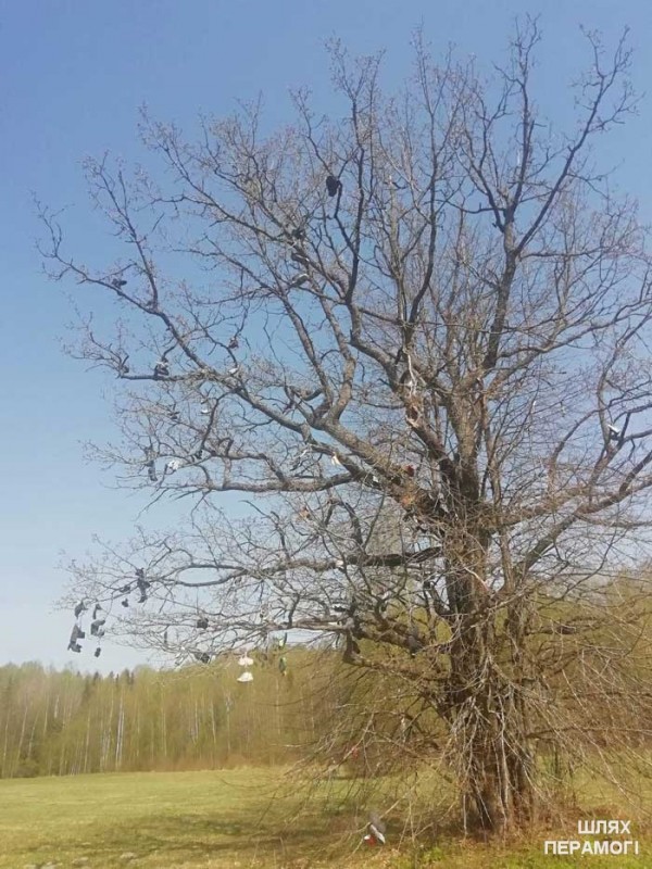 Жители Вилейского района оставляют на дереве свою обувь