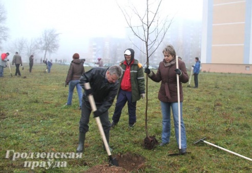 В Гродно во время городского субботника высадили более тысячи деревьев (ФОТО)