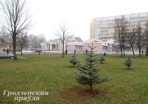 В Гродно во время городского субботника высадили более тысячи деревьев (ФОТО)