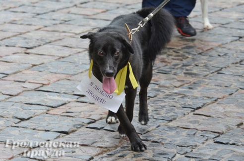 Собачье «дефиле» в Гродно собрало более 4 млн рублей